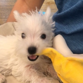 里親決定！お問い合わせの皆様ありがとうございます！