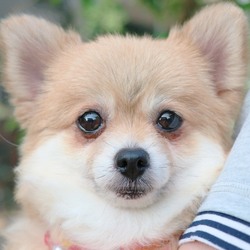 わんにゃんこ里親会