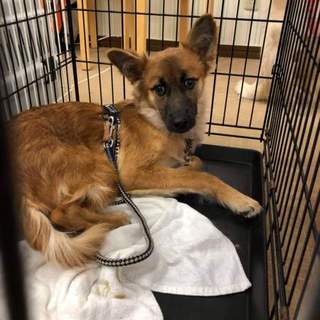 大阪の元野犬　あさひくん♥