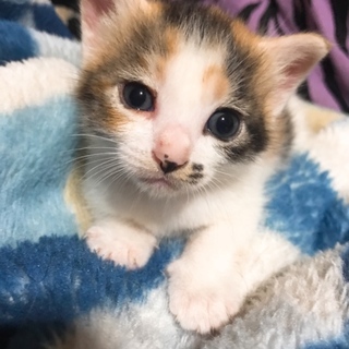 三毛猫のかわいい子猫です。