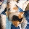 三毛猫のかわいい子猫です。 サムネイル2