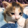 三毛猫のかわいい子猫です。 サムネイル3