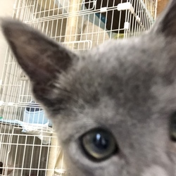 「耳ダニなおってきたかな。」サムネイル3