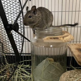 デグー男の子、里親さん探しています！