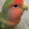 kae☆