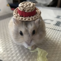 ぽていとう
