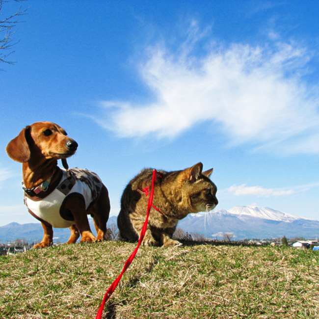 Kinczemのカバー写真