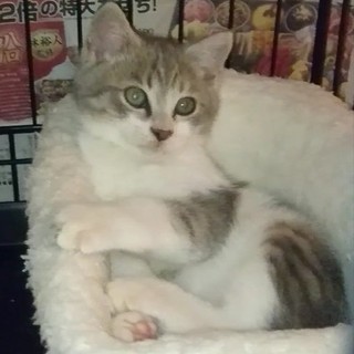 【おうち決定】☆やんちゃ可愛い男の子☆