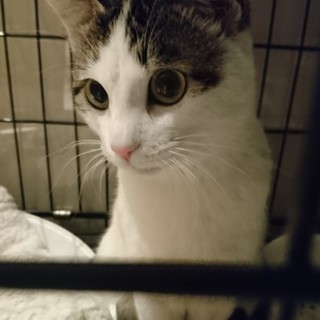 【おうち決定】推定1歳～1歳半☆キジ白☆女の子☆