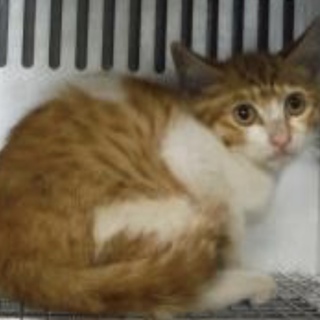 里親様に迎えられました。有難うございました。