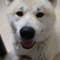 【再投稿急募】秋田犬◆１歳になったばかり！！