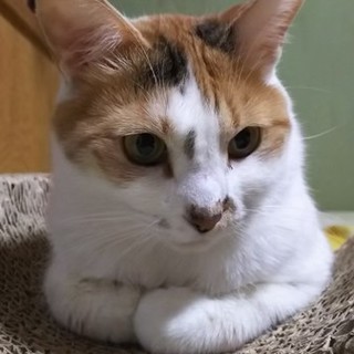 旧家猫修行中！オカンのおっちゃん♀