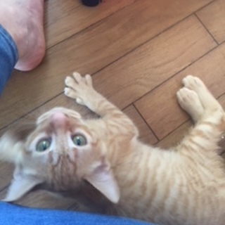 コールタールまみれの子猫