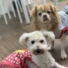 保護犬カフェ®立川店(保護活動者)
