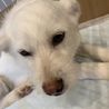 りやひま さん