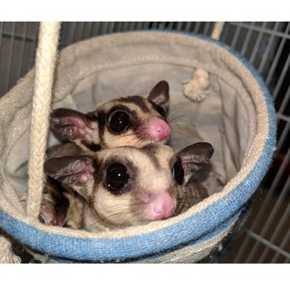 応募者多数のため締め切らせていただきます