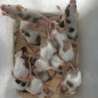 ファンシーマウス里親募集