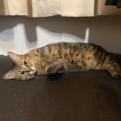 うらめしやー