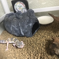 バナナ