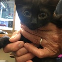 黒猫 オス