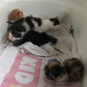 生後2週間の赤ちゃん猫4匹とお母さん猫