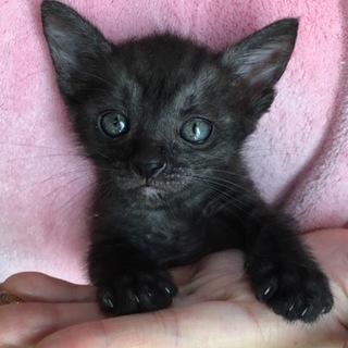 里親決定。ぴっころちゃん