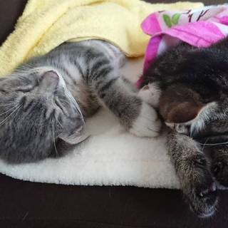 生後2か月位の仲良し兄妹（動画有）