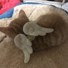 天使はいました