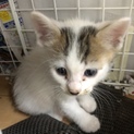 子猫引き取り