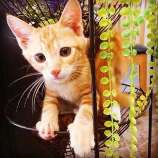 茶トラの兄弟を保護しました!