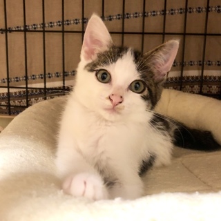 8/25譲渡会参加☆可愛さ国宝級♡「ニコ」