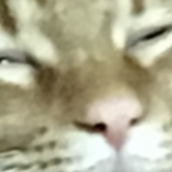 第1回 どアップ選手権(｀・ω・´)