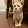 明るい茶トラのこてつ サムネイル3