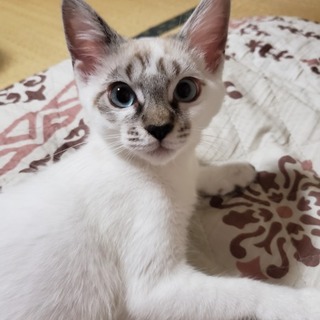 生後約3ヵ月半位の女の子です里親さんを探しています