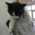 里親さんを募集します。ハチワレ仔猫