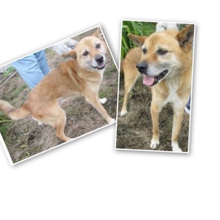 懐っこい大人しい男子！期限ぎりです泣