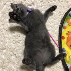 「食欲があるから大丈夫」サムネイル2