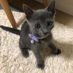 「食欲があるから大丈夫」サムネイル3