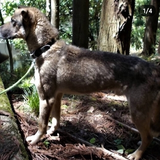 ★処分寸前　優秀な猟犬　甲斐犬Mix　♂6歳★