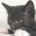 タキシード猫 超甘えん坊あきら(6ヶ月の男の子)