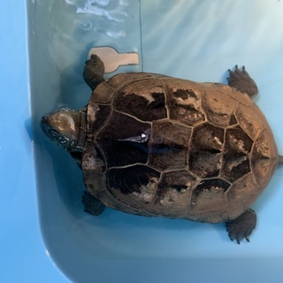 大事に飼っていだだける方