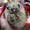 ハリネズミ  シナモン 女の子1歳半