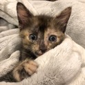キュートや3兄妹ニャー