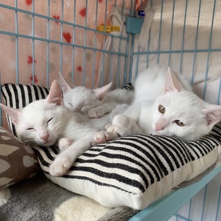 真っ白な可愛い仔猫ちゃんに里親が決まりました！！