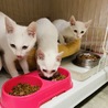 真っ白な可愛い仔猫ちゃんに里親が決まりました！！ サムネイル2