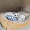 真っ白な可愛い仔猫ちゃんに里親が決まりました！！ サムネイル3