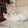 真っ白な可愛い仔猫ちゃんに里親が決まりました！！ サムネイル4