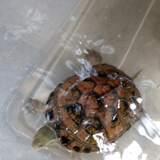 ヤエヤマイシガメ・クサガメ里親募集