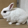 うさぎ 里親募集 サムネイル2