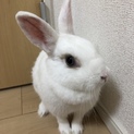 うさぎ 里親募集